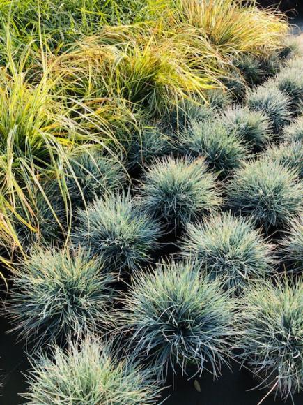 Festuca