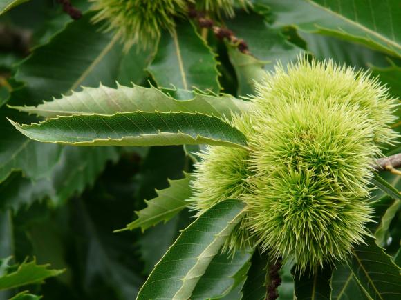 Castanea (kastanje) sativa