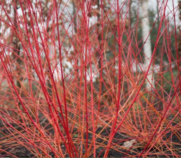 Cornus sanguinea 'Midwinter Fire'