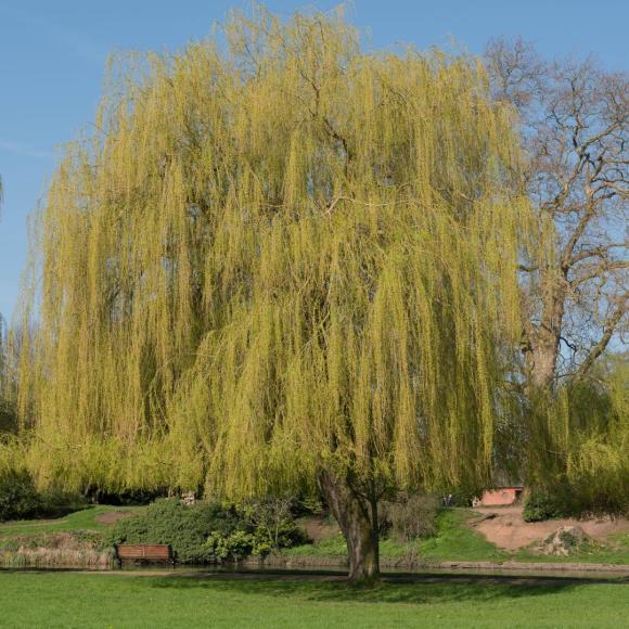 Salix sepulcralis 'Chrysocoma'