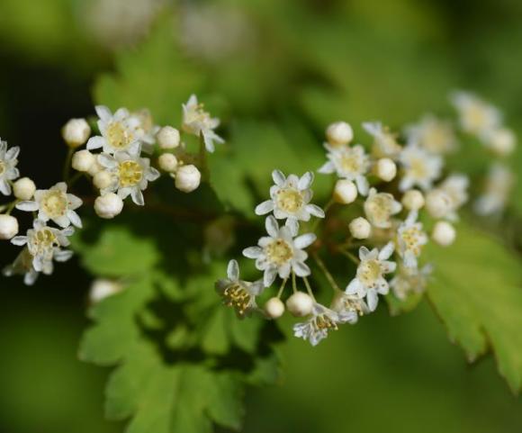 Stephanandra incisa 'Crispa'