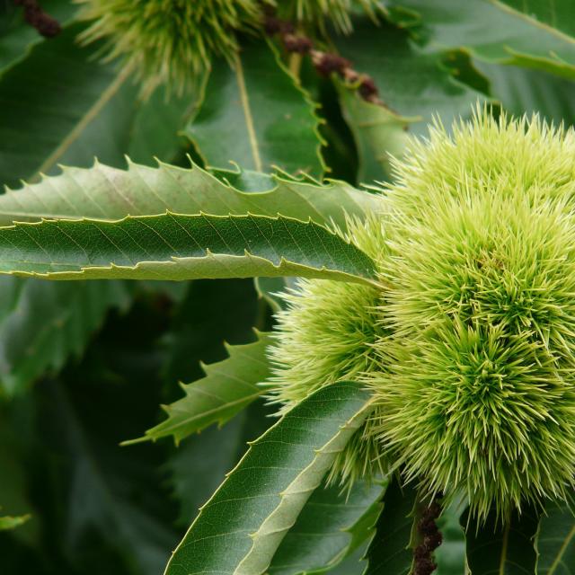 Castanea sativa