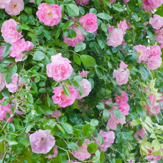 Rosa Banksiae rosea