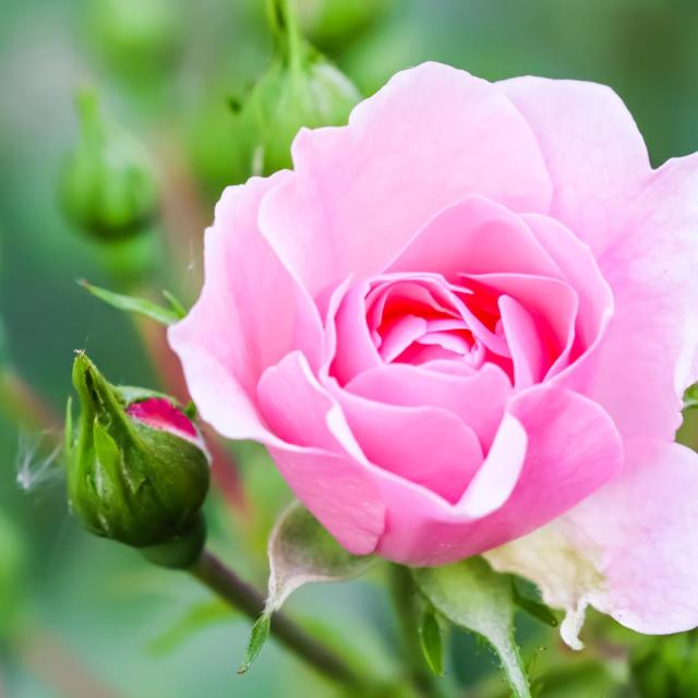Rosa 'Bonica'