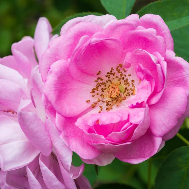 Rosa 'The Fairy'