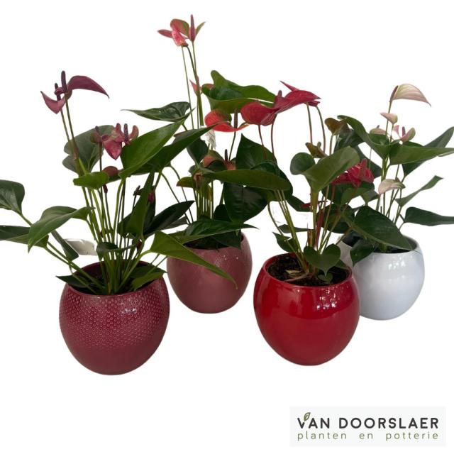 Anthurium met potje Anthurium met potje